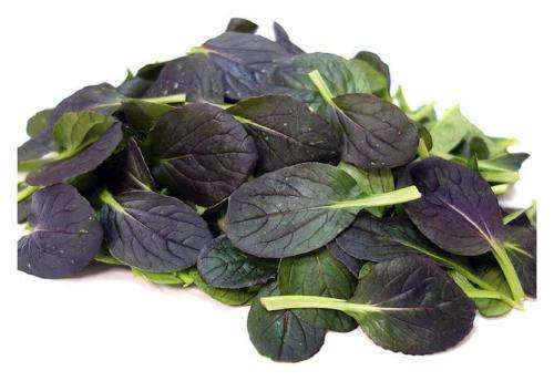 Red Tatsoi Mustard Greens Seeds