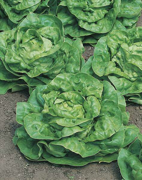 Kagraner Sommer Butter Lettuce Seeds