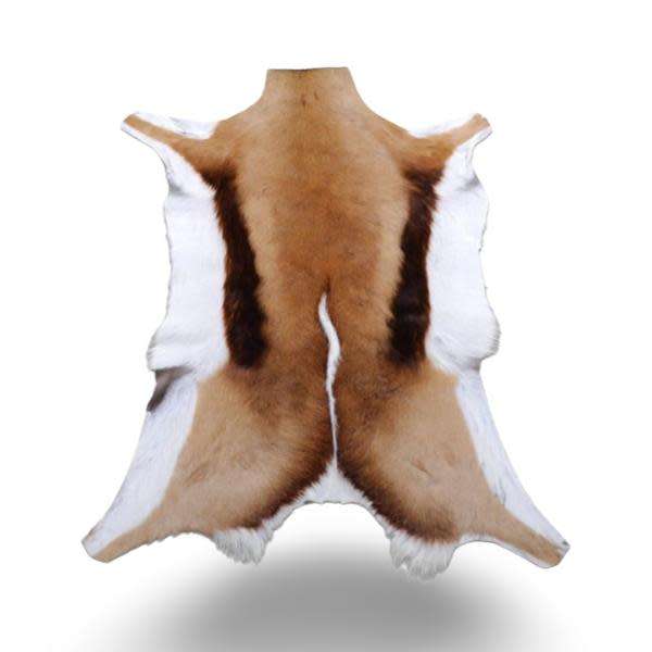 Springbok Springbuck Skin / Hides