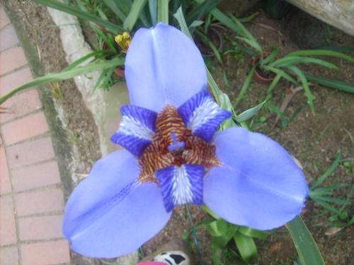 STUNNING GIANT IRIS