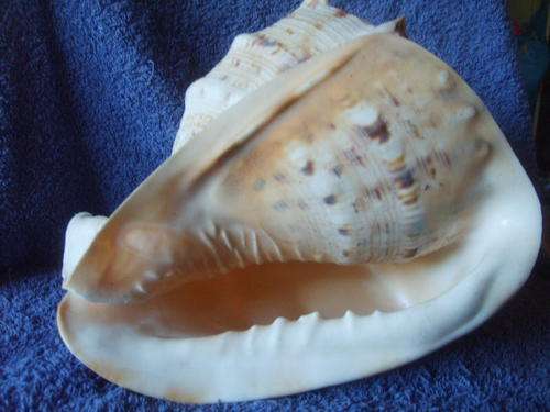 EXTRA LARGE SEA SHELL