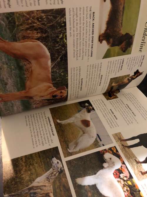 The encyclopedia of dog breeds