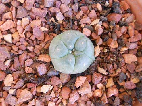 Peyote cactus 4cm