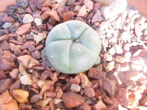 Peyote Cactus - Lophophora williamsii 4cm with 3buds.