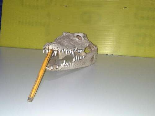 CROCODILE SCULL