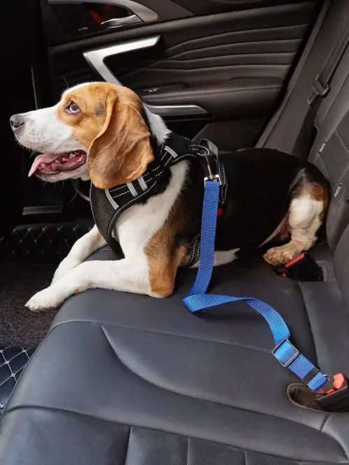 Pet Seat Belt      (Car Safety leash for dogs and cats)