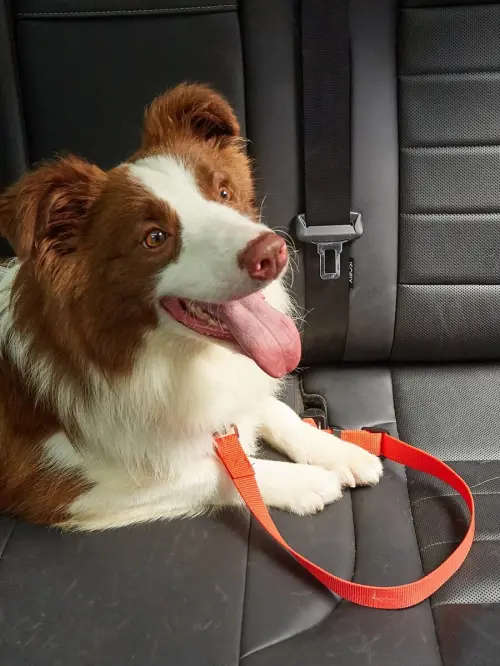 Pet Car Safety Seat Belt leash (for dogs and cats)