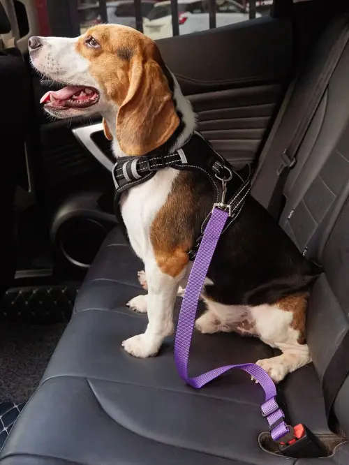 Pet Car Safety Seat Belt leash (for dogs and cats)