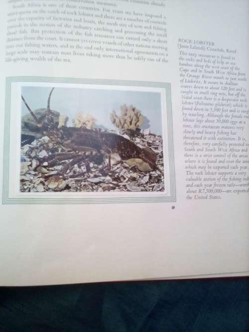 `South African Fish & Fishing`     Hard cover.