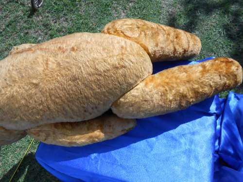 Retro, large (700mm high), straw-filled teddy bear with a small modern friend.