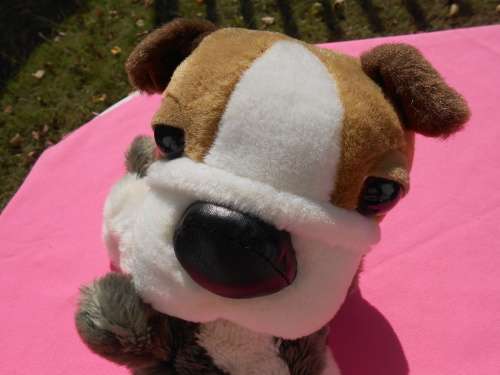 Dogs from The Dog Collection
