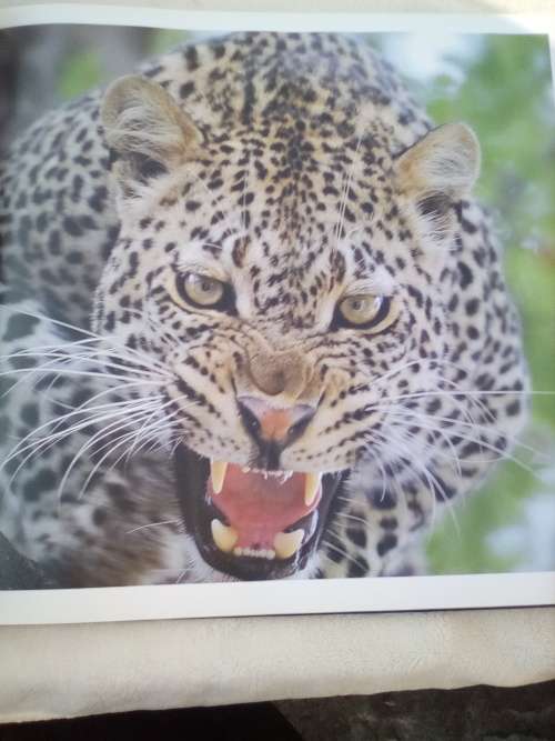 `Wildest Africa`  Paul Tingay.  Hard cover.