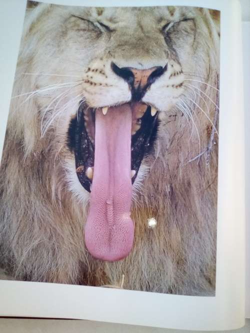 `Wildest Africa`  Paul Tingay.  Hard cover.