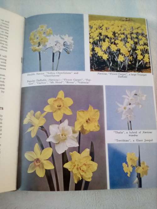 `Bulbs for the Gardener in the Southern Hemisphere`  Sima Eliovson.  Hard cover.