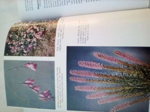 `Bulbs for the Gardener in the Southern Hemisphere`  Sima Eliovson.  Hard cover.
