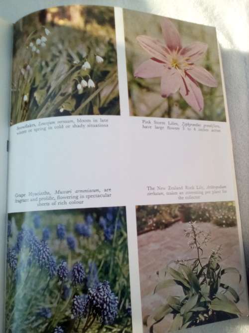 `Bulbs for the Gardener in the Southern Hemisphere`  Sima Eliovson.  Hard cover.