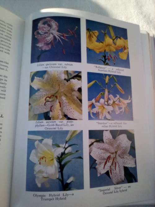 `Bulbs for the Gardener in the Southern Hemisphere`  Sima Eliovson.  Hard cover.