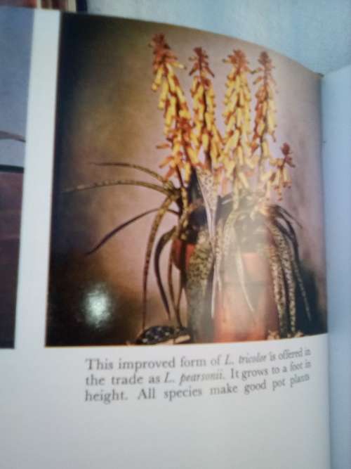 `Bulbs for the Gardener in the Southern Hemisphere`  Sima Eliovson.  Hard cover.
