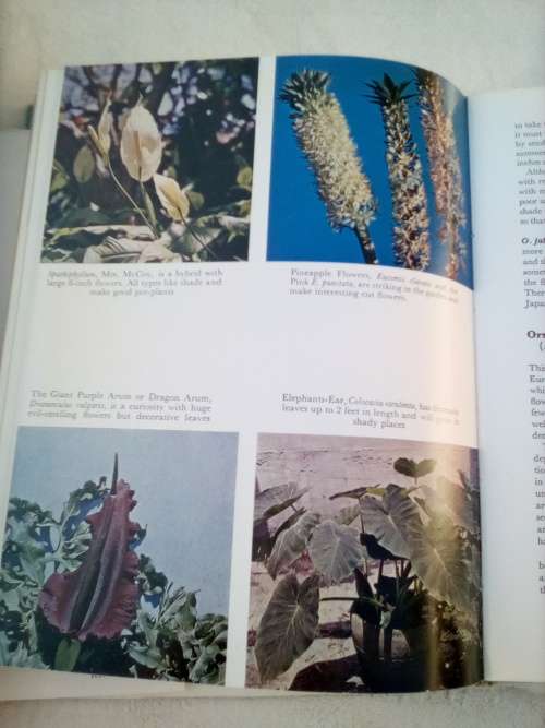 `Bulbs for the Gardener in the Southern Hemisphere`  Sima Eliovson.  Hard cover.