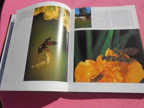 `Insects`  Life Cycles and the Seasons.  John Brackenbury.  Hard cover.