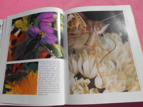 `Insects`  Life Cycles and the Seasons.  John Brackenbury.  Hard cover.