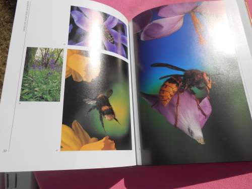 `Insects`  Life Cycles and the Seasons.  John Brackenbury.  Hard cover.