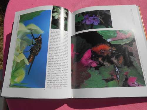 `Insects`  Life Cycles and the Seasons.  John Brackenbury.  Hard cover.