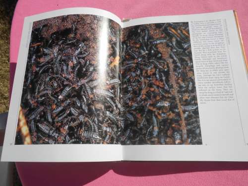 `Insects`  Life Cycles and the Seasons.  John Brackenbury.  Hard cover.