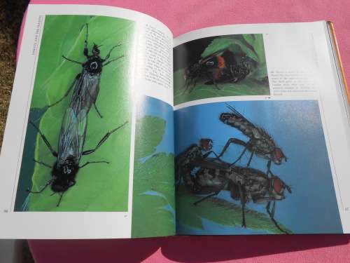`Insects`  Life Cycles and the Seasons.  John Brackenbury.  Hard cover.