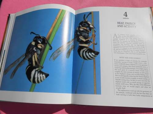 `Insects`  Life Cycles and the Seasons.  John Brackenbury.  Hard cover.
