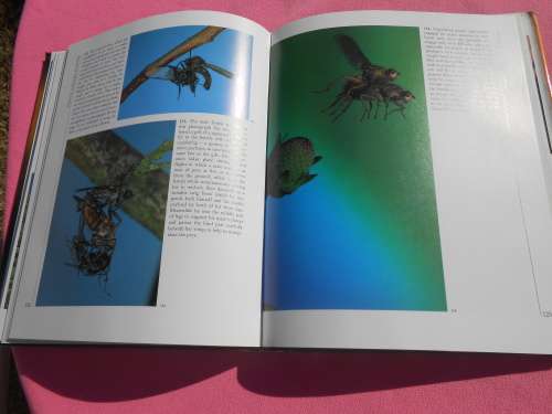 `Insects`  Life Cycles and the Seasons.  John Brackenbury.  Hard cover.