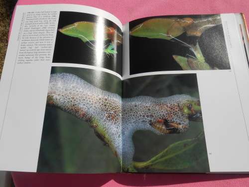 `Insects`  Life Cycles and the Seasons.  John Brackenbury.  Hard cover.