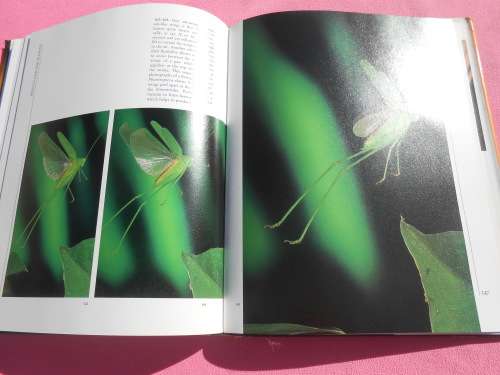 `Insects`  Life Cycles and the Seasons.  John Brackenbury.  Hard cover.