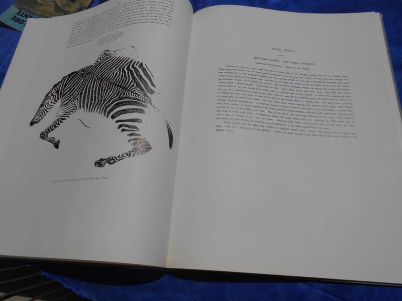 `Portraits of the Game and Wild Animals of Southern Africa.  Hard cover.