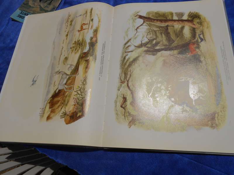 `Portraits of the Game and Wild Animals of Southern Africa.  Hard cover.