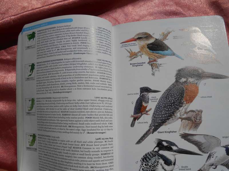 `Roberts Bird Guide`  Hugh Chittenden.  Soft cover.
