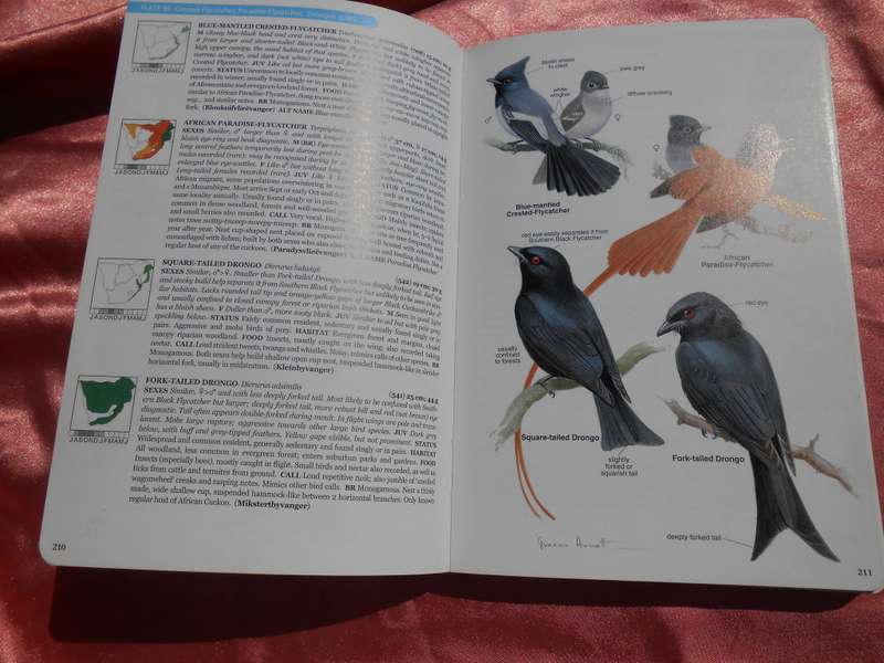 `Roberts Bird Guide`  Hugh Chittenden.  Soft cover.