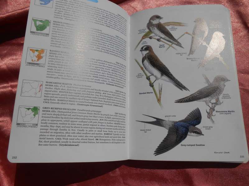 `Roberts Bird Guide`  Hugh Chittenden.  Soft cover.