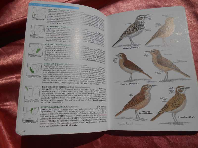 `Roberts Bird Guide`  Hugh Chittenden.  Soft cover.