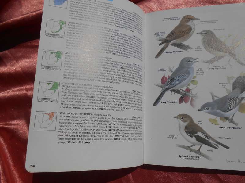 `Roberts Bird Guide`  Hugh Chittenden.  Soft cover.