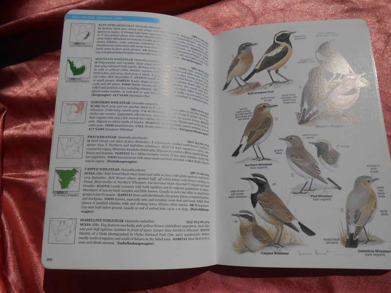 `Roberts Bird Guide`  Hugh Chittenden.  Soft cover.