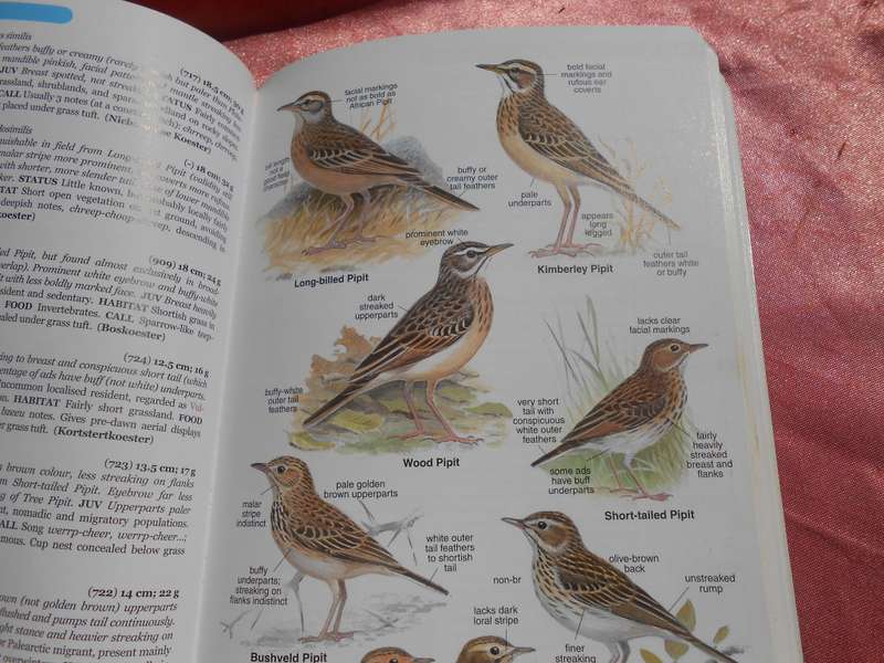 `Roberts Bird Guide`  Hugh Chittenden.  Soft cover.