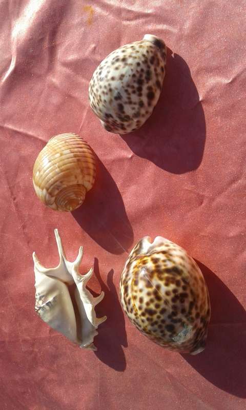 Four Sea-shells.