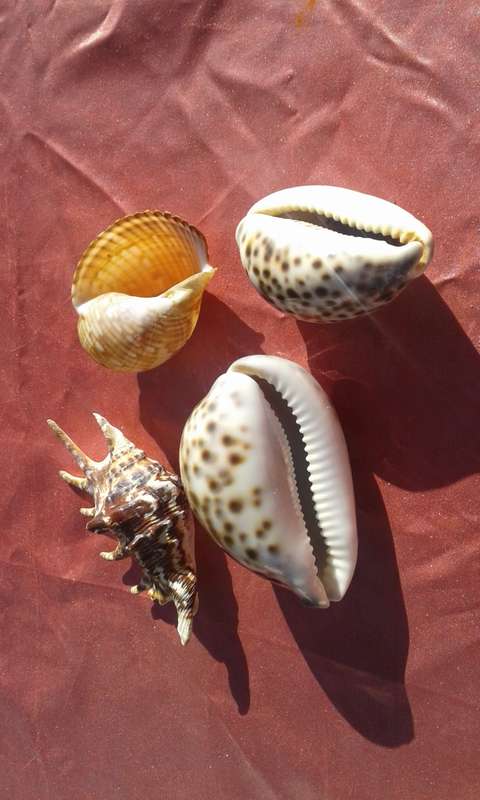 Four Sea-shells.