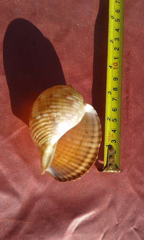 Four Sea-shells.