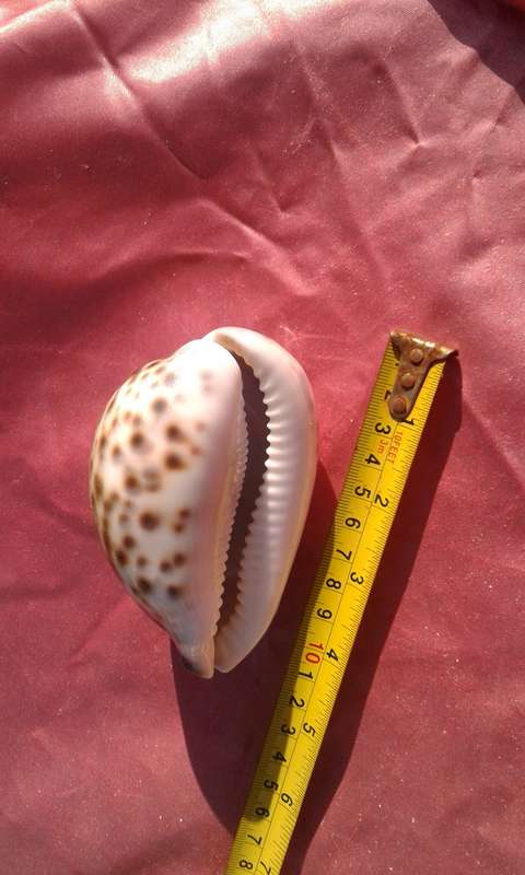 Four Sea-shells.