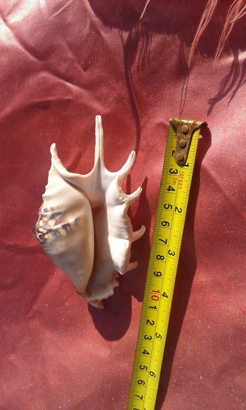 Four Sea-shells.