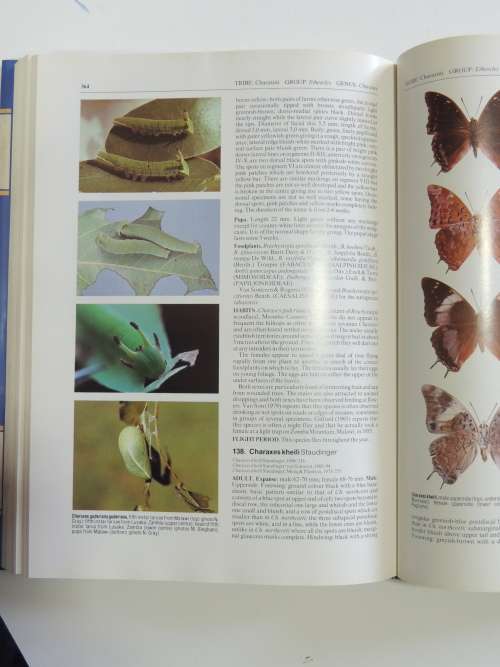 The Charaxinae Butterflies of Africa - Stephen Frank Henning