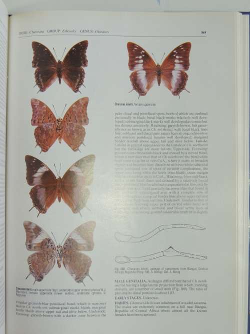 The Charaxinae Butterflies of Africa - Stephen Frank Henning