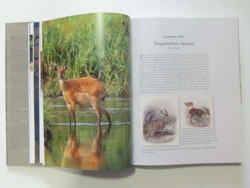 Hunting the Spiral Horns Sitatunga The Sly, Shy, Secretive one - Ed. Peter Flack